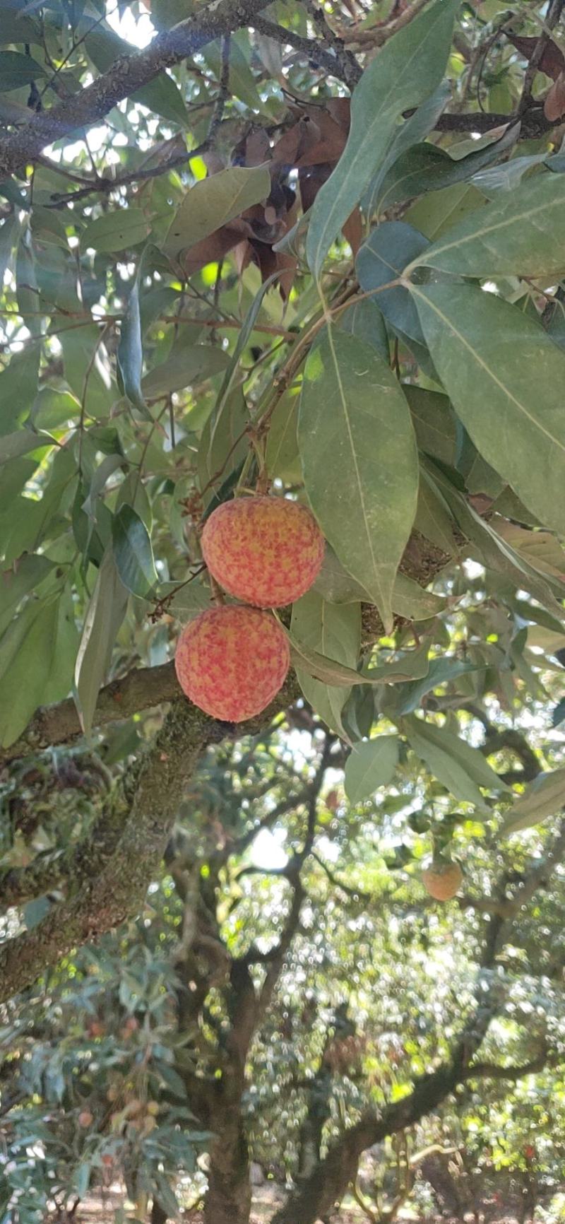 荔枝