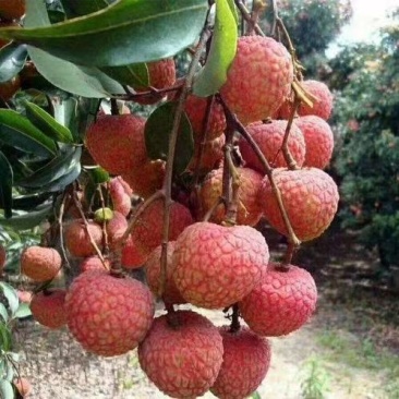 荔枝