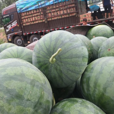 昌乐唐吾西瓜