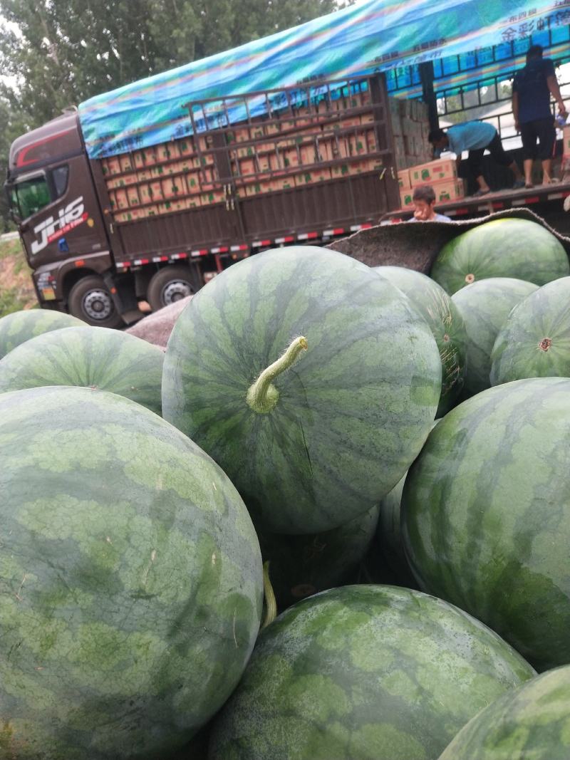 昌乐唐吾西瓜