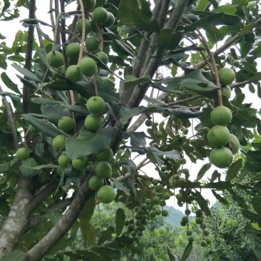 澳洲坚果，夏威夷果