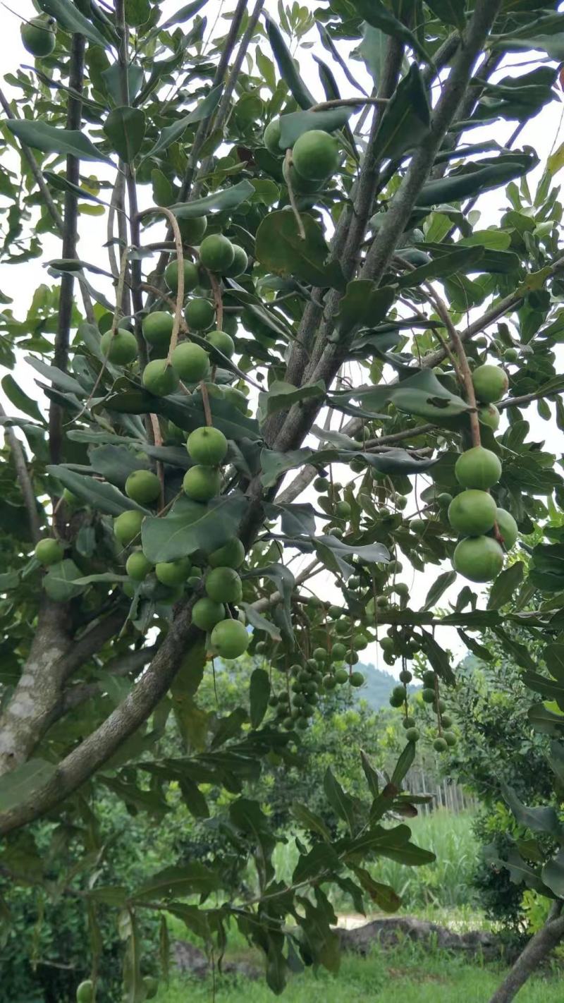 澳洲坚果，夏威夷果