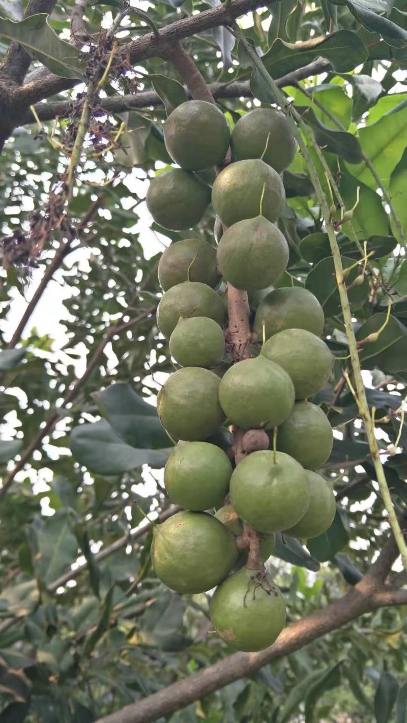 澳洲坚果，夏威夷果