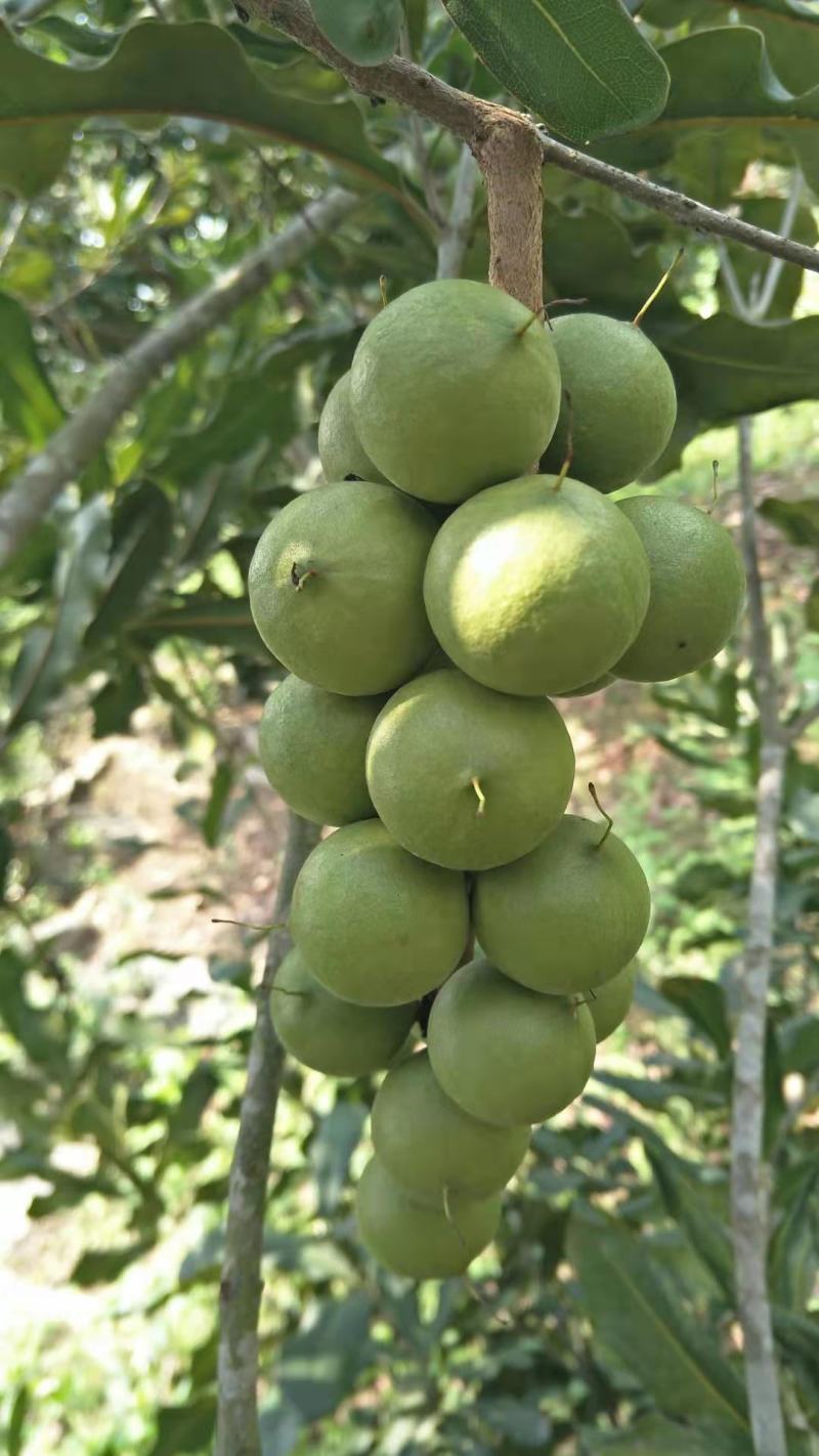 澳洲坚果，夏威夷果