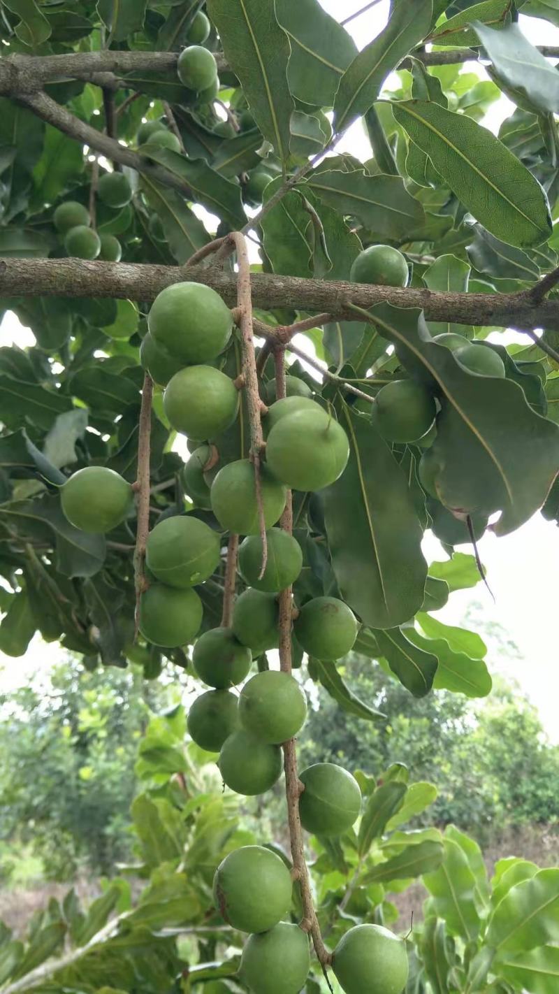 澳洲坚果，夏威夷果