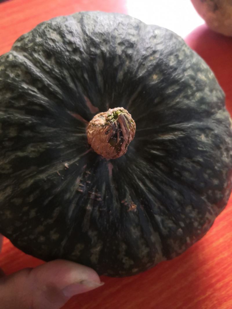 新西兰板栗南瓜大量上市，产地直供，日供货量大！