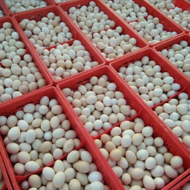 出售各种码数的粉蛋，应有竟有，货源充足，蛋品优质！