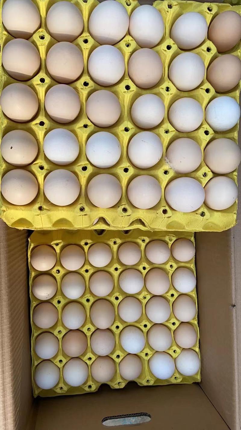 鲜鸡蛋（主做粉蛋，各种码数都有，欢迎大家前来选购）