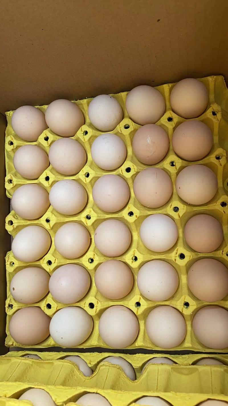 蛋品优质，货源充足全国批发量大从优让您采购放心