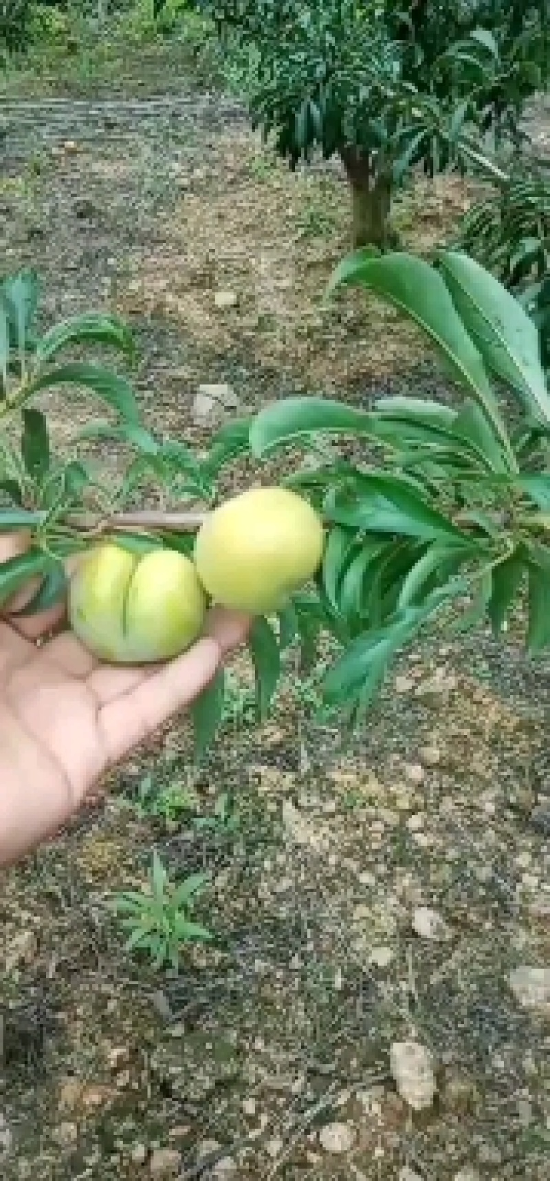 贵州特色蜂糖李基地直供果园现摘直发可视频看货
