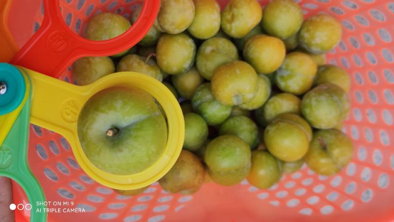 贵州特色蜂糖李基地直供果园现摘直发可视频看货