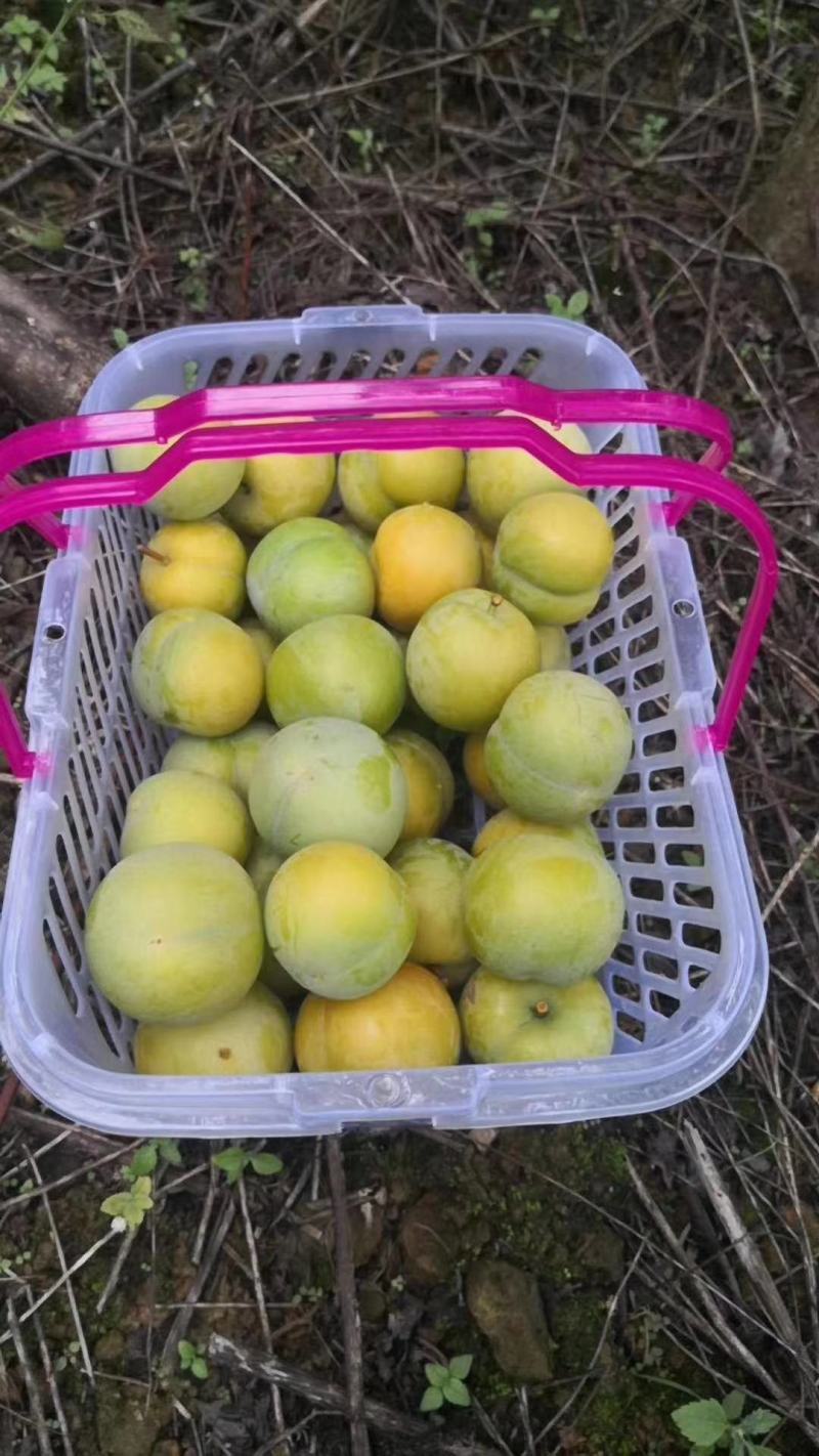 贵州特色蜂糖李基地直供果园现摘直发可视频看货