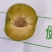 贵州特色蜂糖李基地直供果园现摘直发可视频看货
