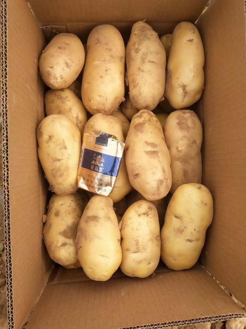【精品】河南荷兰15希森6中薯5土豆3两起诚信报价