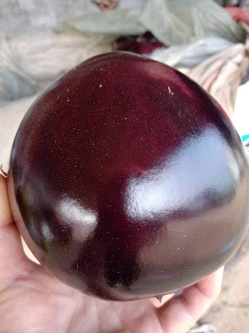 河北衡水宝华疏菜市场茄子正在大量上市中
