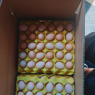 精品双色新阳黑花凤蛋海兰灰大午金凤罗曼蛋炒出金黄