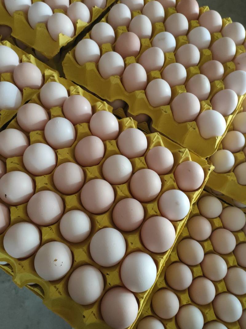 双色土鸡蛋新阳黑粉八黑花凤色度达到13°左右炒菜金黄
