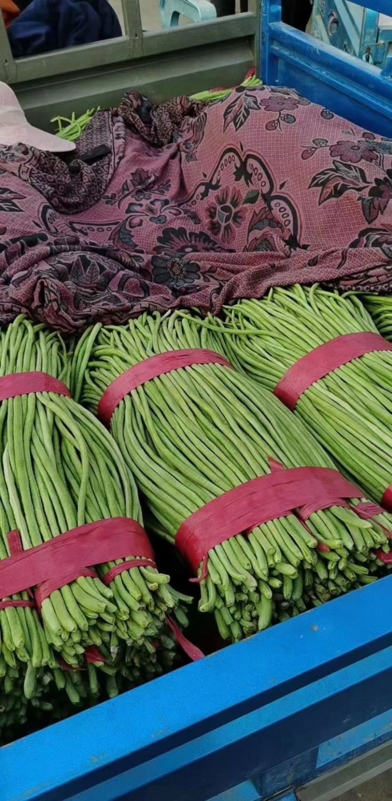 永年长豆角大量现货产地直发需要的老板与我联系，