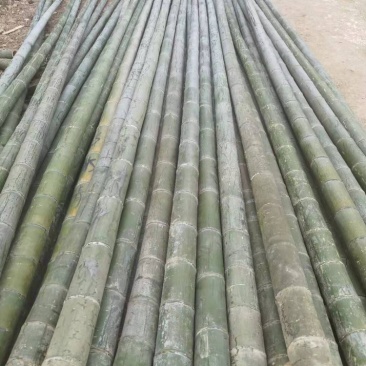 【推荐】浙江一手货源批发毛竹海水养殖大棚建筑搭架深加工