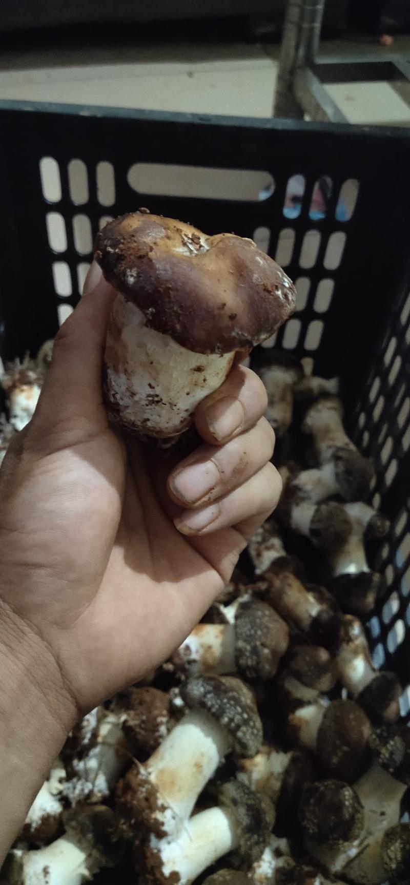 大球盖菇赤松茸