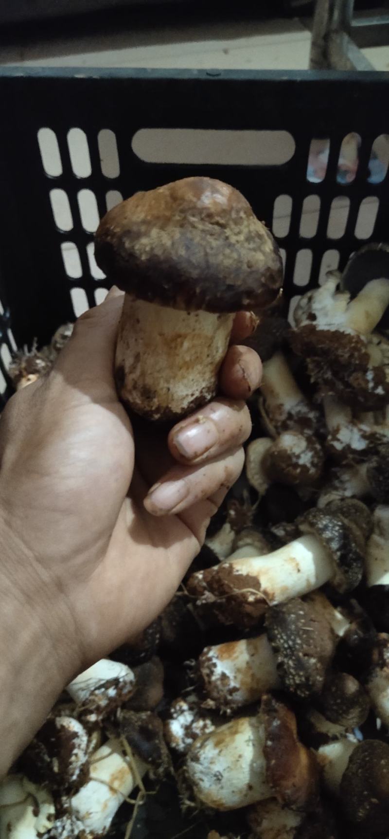 大球盖菇赤松茸