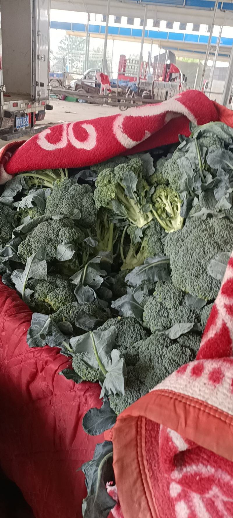 甘蓝/小米西兰花，颜色好，无烂花，