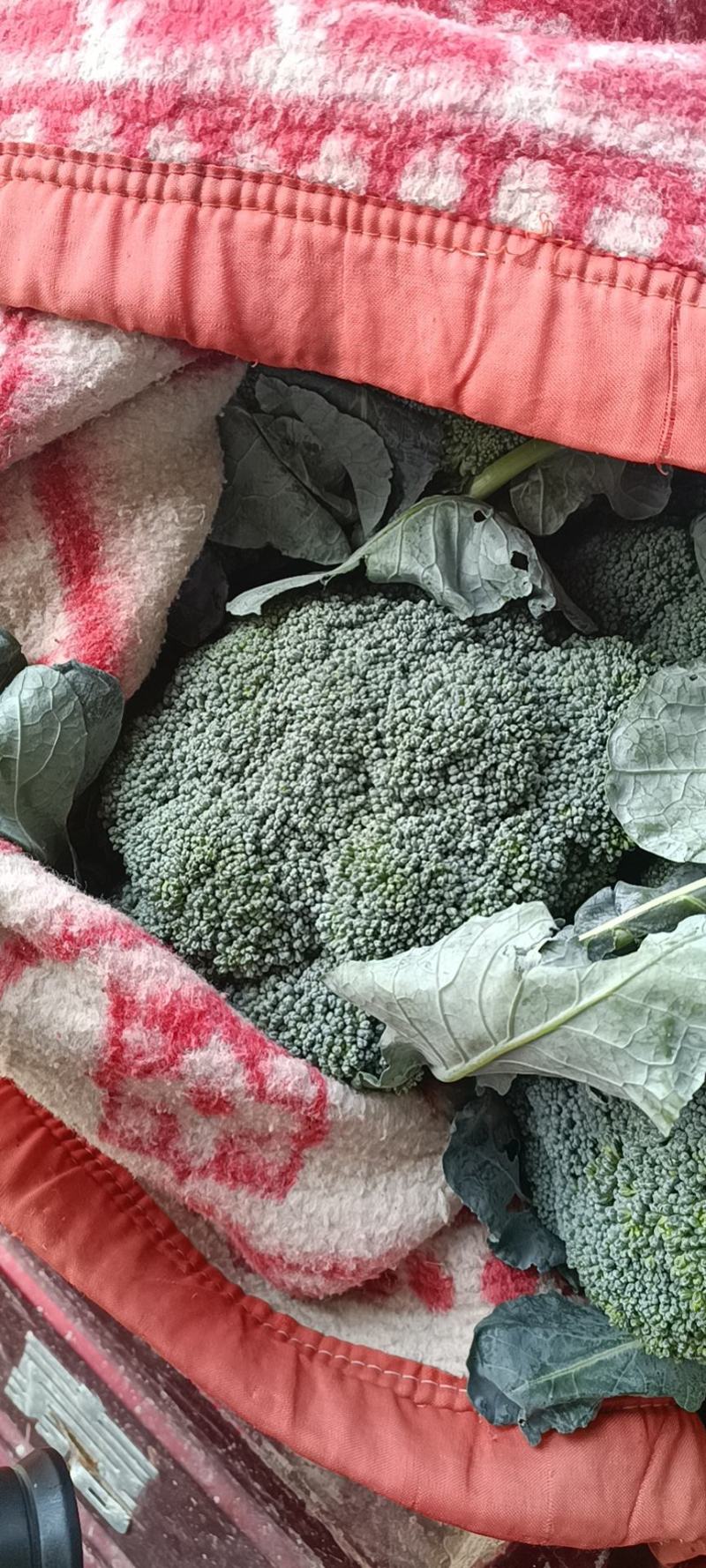 甘蓝/小米西兰花，颜色好，无烂花，