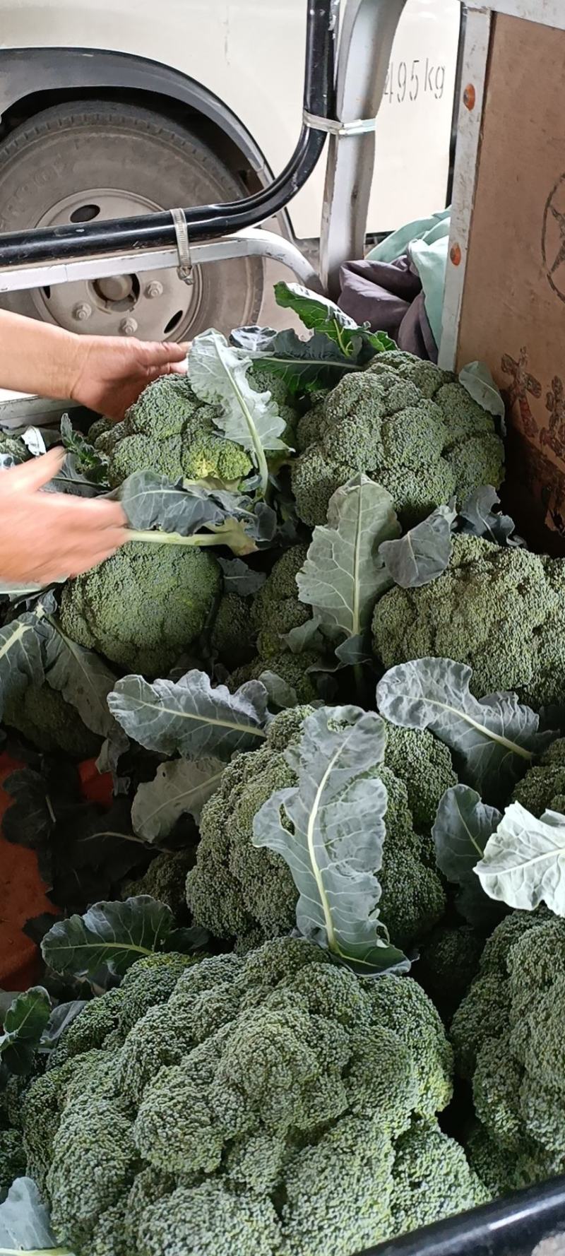 甘蓝/小米西兰花，颜色好，无烂花，