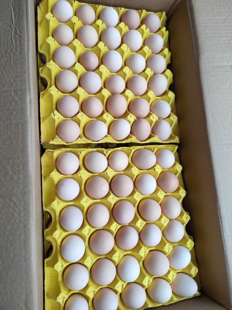 出售霍邱粉六粉八海兰灰大午金凤新阳黑花凤高温不变色