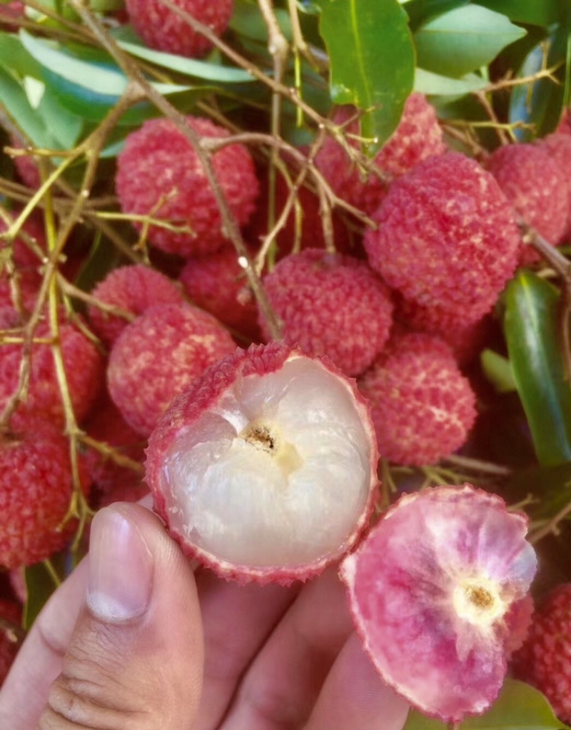 桂味荔枝
