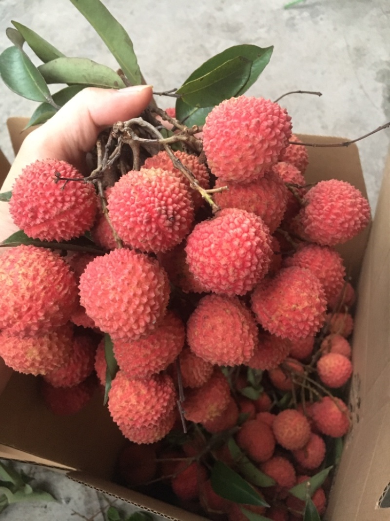 桂味荔枝