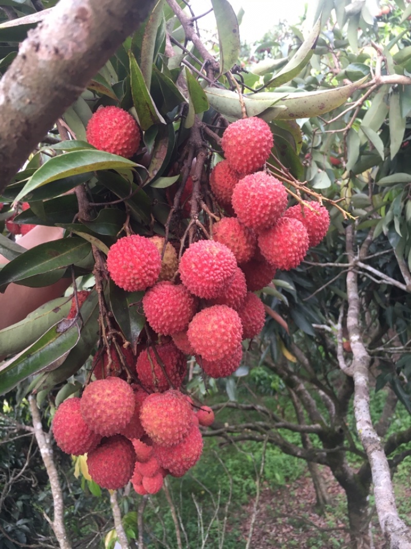 桂味荔枝