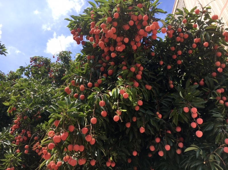 桂味荔枝