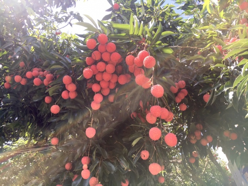 桂味荔枝