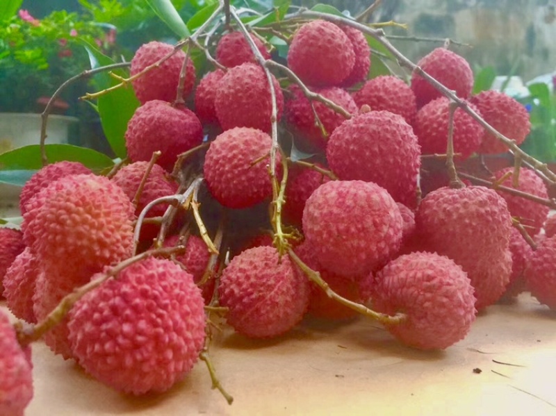 桂味荔枝