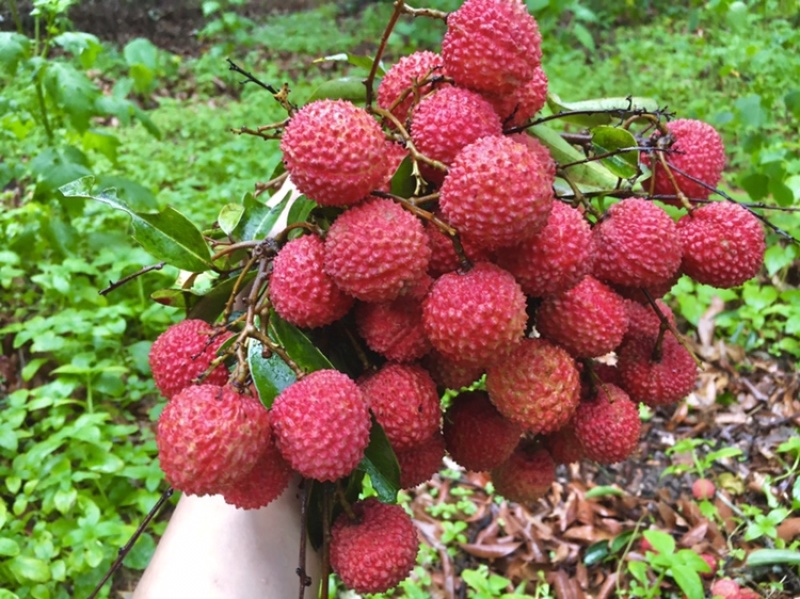 桂味荔枝
