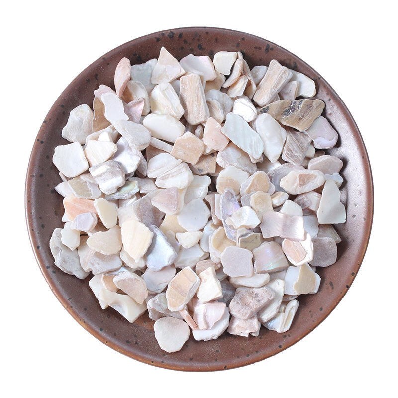中药材珍珠母珍珠母珠母真珠母明珠母蚌壳100