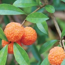 穿破石，葨芝、金蝉退壳、黄龙退壳、牵牛入石