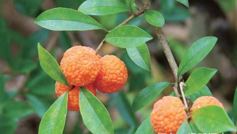 穿破石，葨芝、金蝉退壳、黄龙退壳、牵牛入石