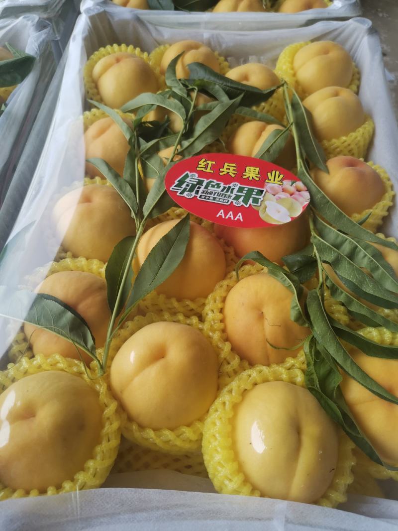 安徽萧县实力代办黄金密水蜜桃产地直销货源充足