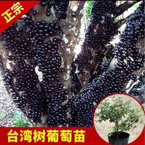 嘉宝果树苗树葡萄苗正宗台湾树葡萄四季南方北方种植
