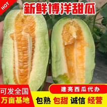 惠民县，万亩基地供货，精品，博洋9，甜瓜，产地直销。