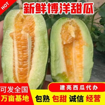 【精品博洋9甜瓜】万亩甜瓜基地直发，货源足口感佳欢迎订购