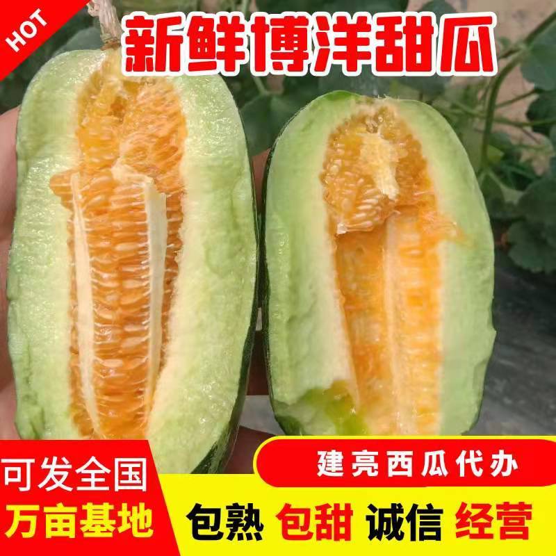 【精品博洋9甜瓜】万亩甜瓜基地直发，货源足口感佳欢迎订购