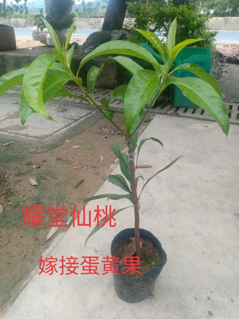 蛋黄果：裸根~中袋~嫁接苗都有嫁接耀堂仙桃蛋黄果