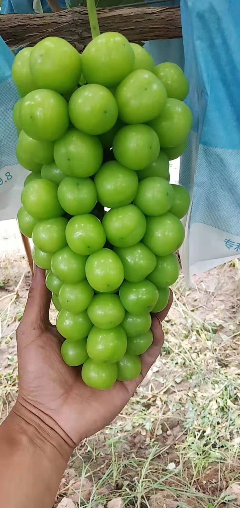 阳光玫瑰陕西阳光玫瑰阳光玫瑰基地支持电商拿货