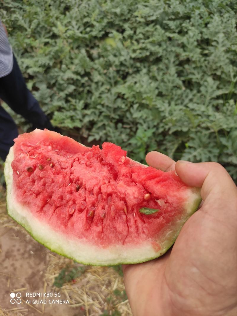 美都西瓜，甜王西瓜