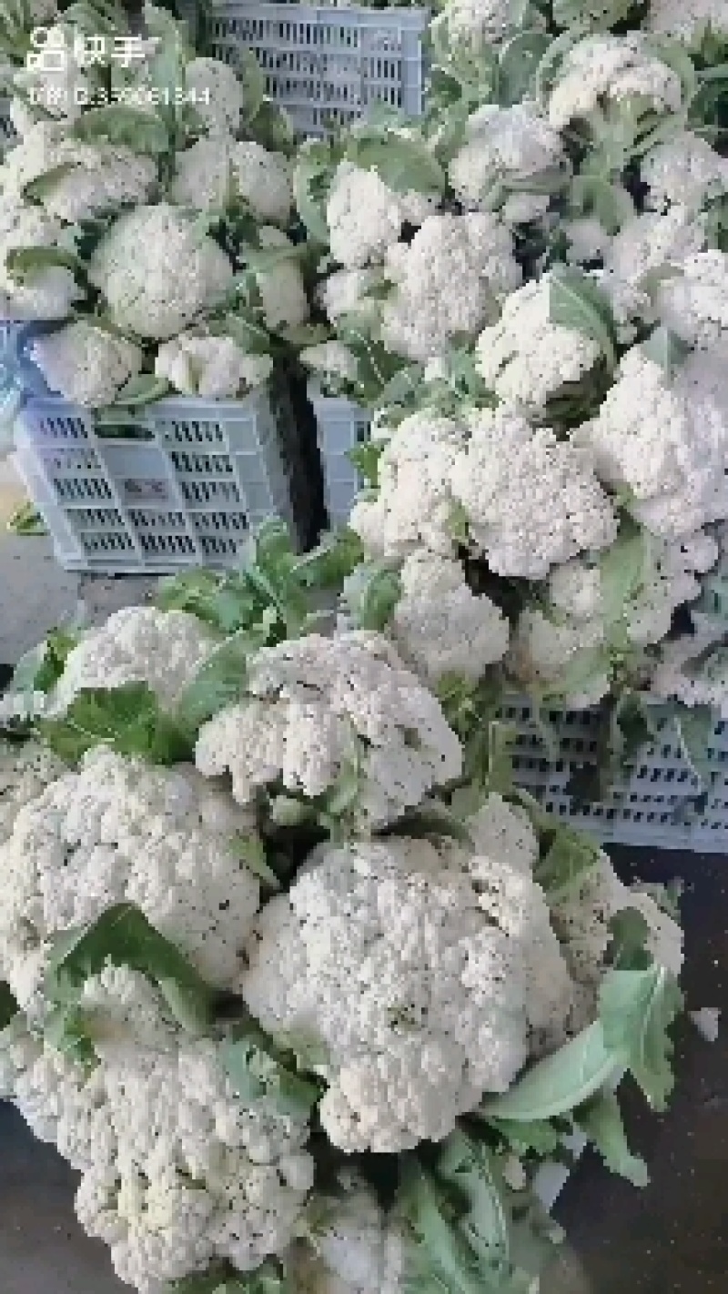 山东有机花菜松花菜大量上市精品有机散花