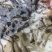 【黄辣丁鱼苗】，精品鱼苗基地直供可送货上门可基地自提