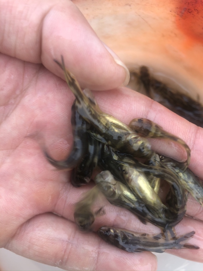 【黄辣丁鱼苗】，精品鱼苗基地直供可送货上门可基地自提